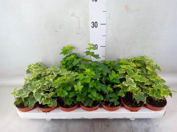 <h4>Hedera ...mix</h4>