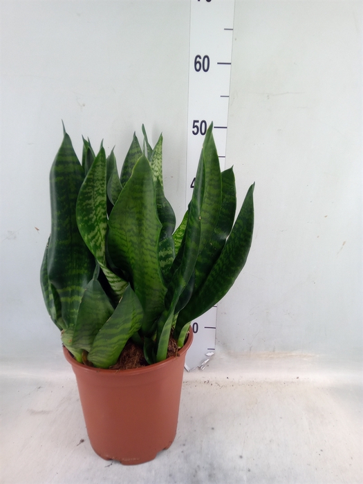 <h4>Sansevieria trifa. 'Black Coral'</h4>