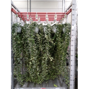 Hedera helix 'White Wonder'