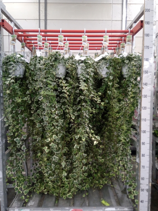 <h4>Hedera helix 'White Wonder'</h4>