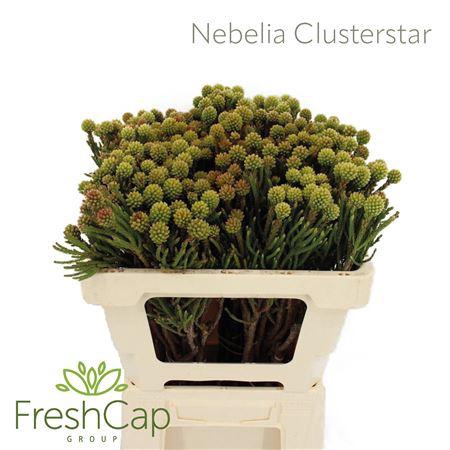 <h4>Nebelia Clusterstar</h4>