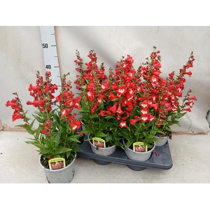 Penstemon hartwegii Tubular Bells Red 15Ø 40cm