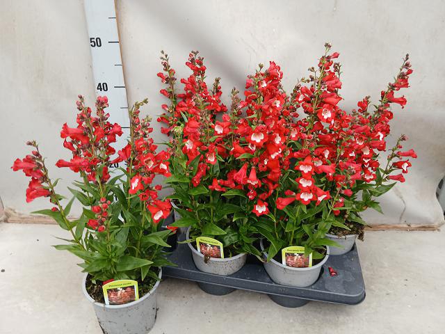 Penstemon hartwegii Tubular Bells Red 15Ø 40cm