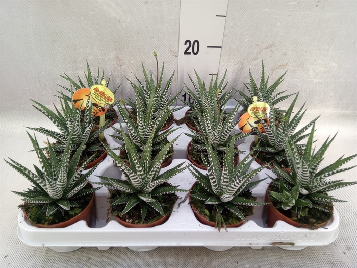 Haworthia fasciala 'Big Band'