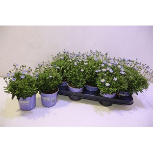 Feli Am Felicit Blue