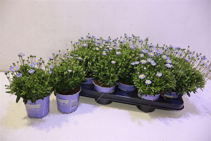 <h4>Feli Am Felicit Blue</h4>