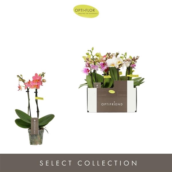 <h4>Phalaenopsis Multifloratypes gemengd 5 kleuren</h4>