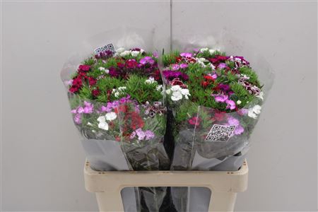 <h4>Dianthus Ba Aldo Mix Rainbow</h4>