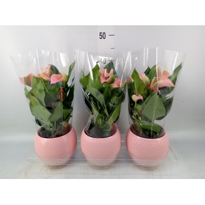 Anthurium   ...mix