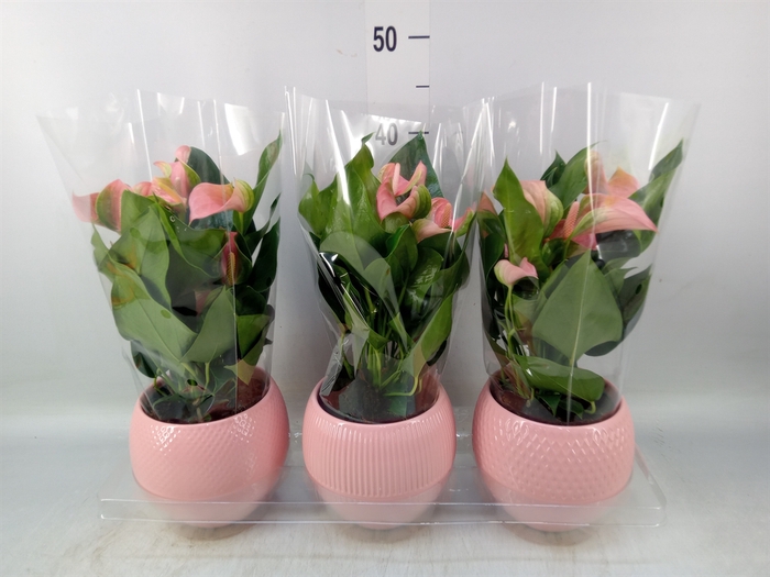 <h4>Anthurium   ...mix</h4>