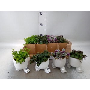 Arr. Kamerplant Groen L%