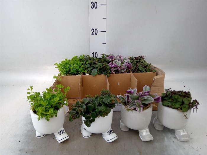 <h4>Arr.   Kamerplant Groen L%</h4>