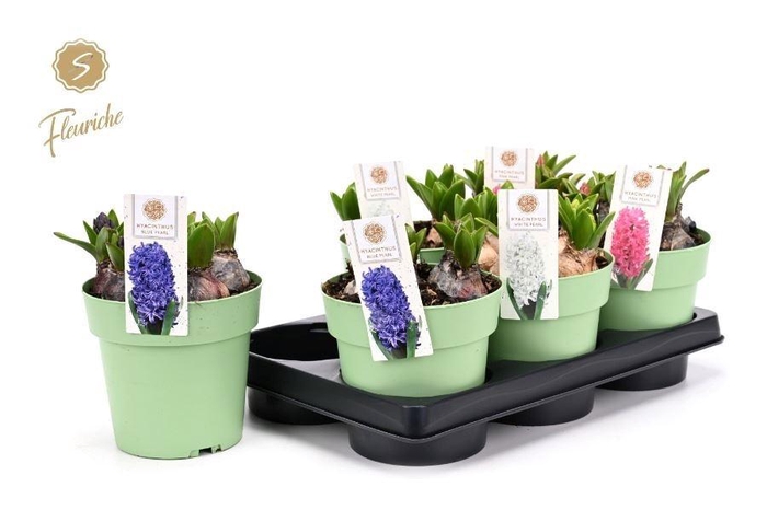 <h4>BLOEMBOL HYACINT OV</h4>