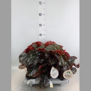 Begonia maculata