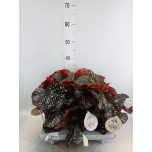 Begonia maculata
