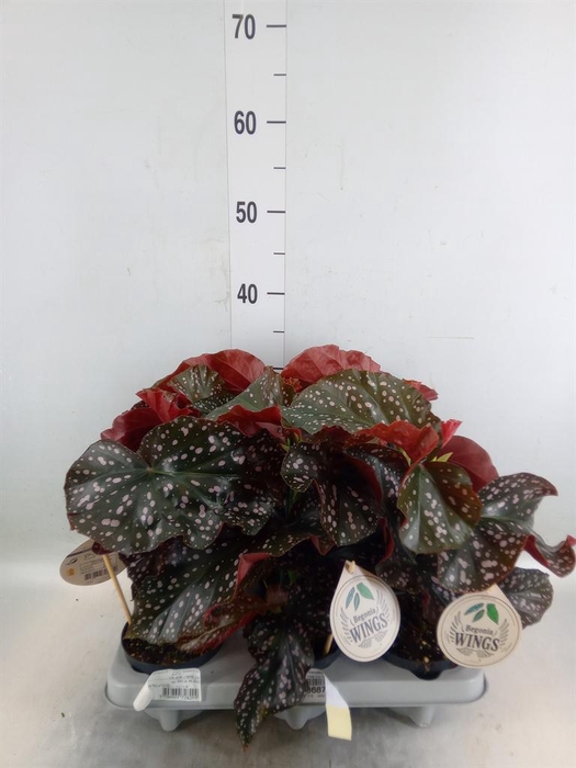 <h4>Begonia maculata</h4>