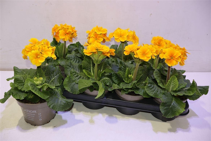 <h4>Prim Elatior</h4>