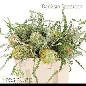 BANKSIA SPECIOSA