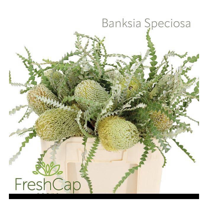 <h4>Banksia Speciosa</h4>