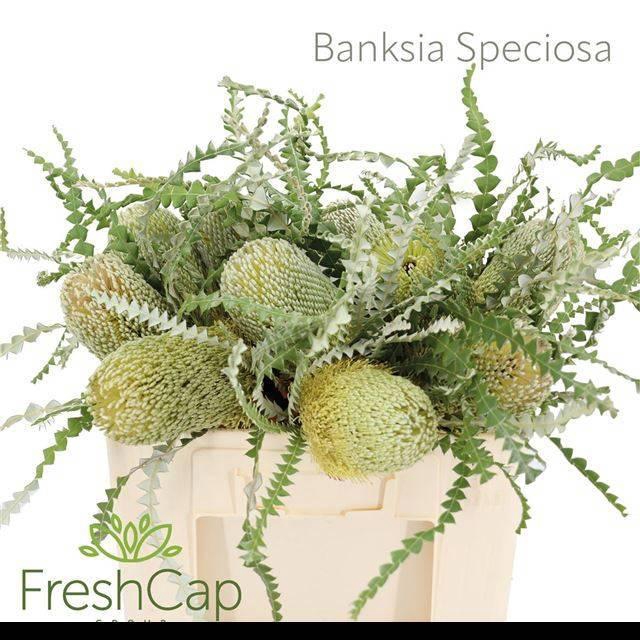 Banksia Speciosa