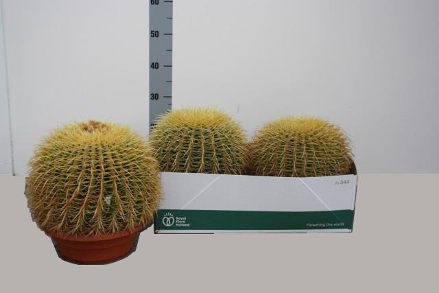 Echinocactus Grusonii (Cites) 27Ø 25cm