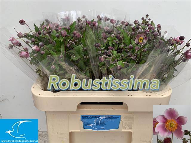 <h4>ANEM DONKER ROZE</h4>