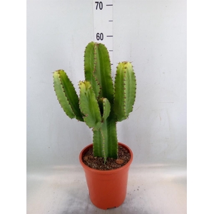 Euphorbia abyssinica