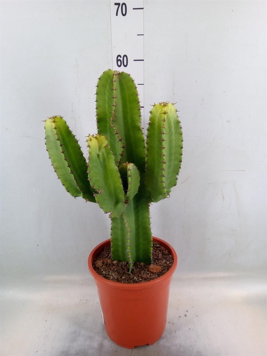 <h4>Euphorbia abyssinica</h4>