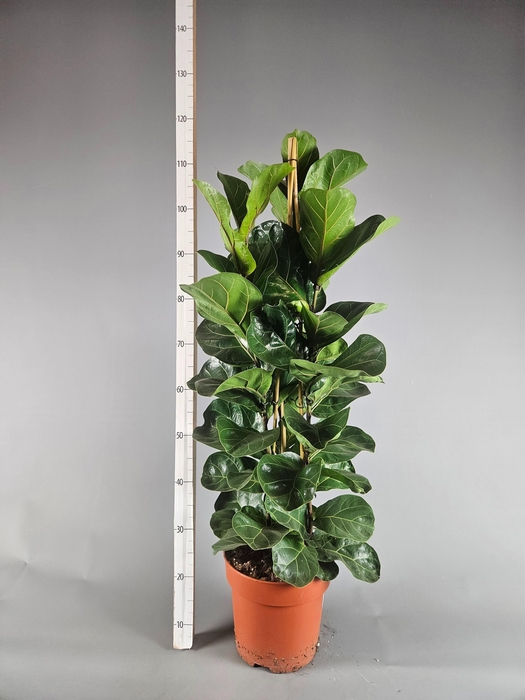 <h4>FICUS LYRATA BAMBINO</h4>