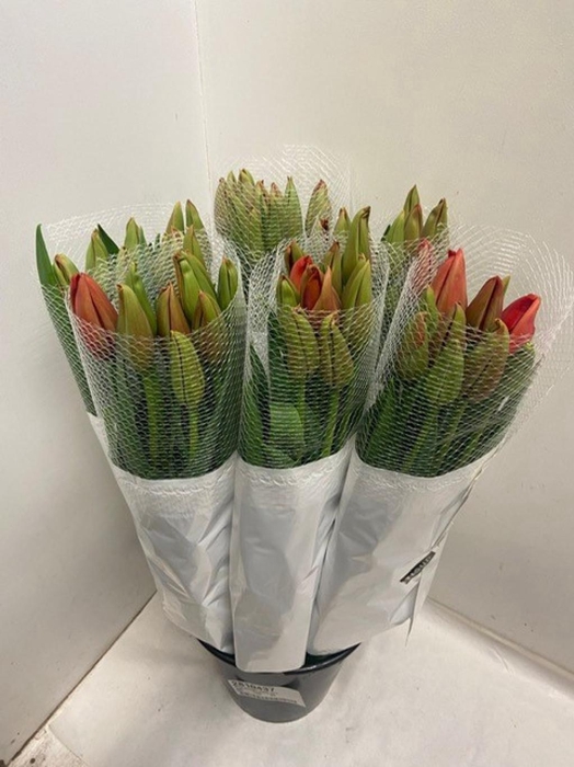 <h4>TU EN RED PROUD</h4>