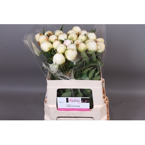 Paeonia Fringed Ivory
