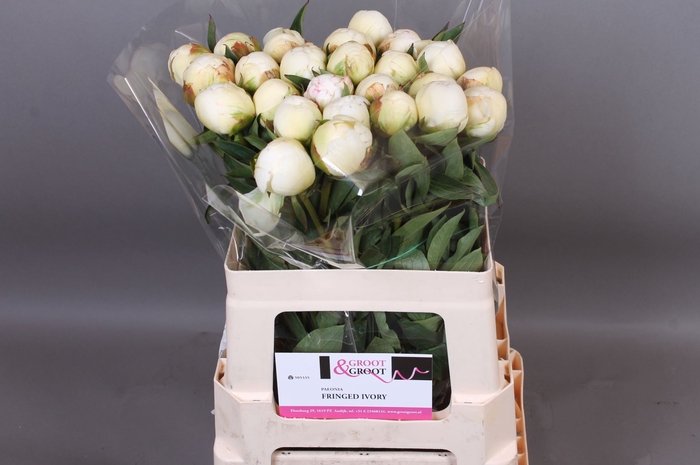 <h4>Paeonia Fringed Ivory</h4>