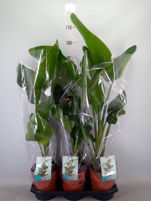 <h4>Strelitzia nicolai</h4>