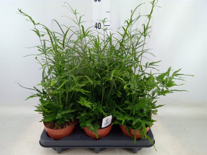 <h4>Pteris ensiformis</h4>