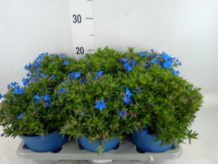 <h4>Glandora diffusa</h4>