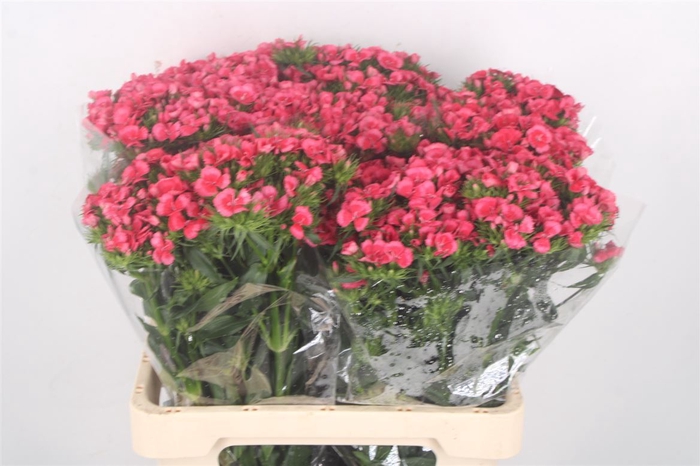 <h4>Di Barb Sweet Will Pink Max</h4>