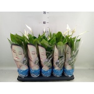 Spathiphyllum  'Alana'