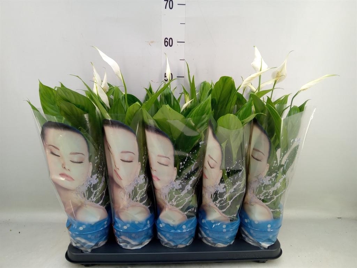 <h4>Spathiphyllum  'Alana'</h4>