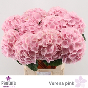 HYDR M CH VERENA