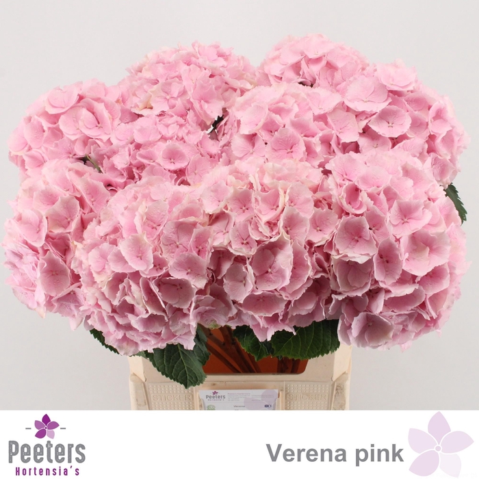 <h4>HYDR M CH VERENA</h4>