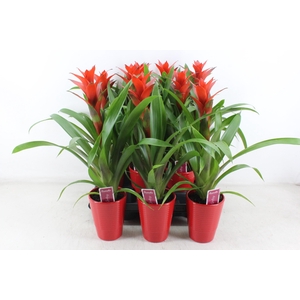 arr3 ZS - Guzmania streeppot rood x9