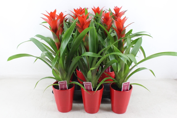 <h4>arr3 ZS - Guzmania streeppot rood x9</h4>