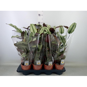 Calathea majestica 'Whitestar'