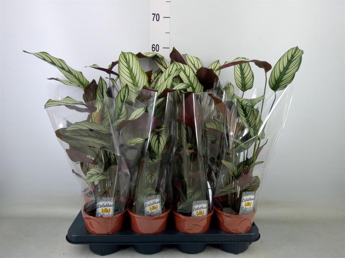<h4>Calathea majestica 'Whitestar'</h4>