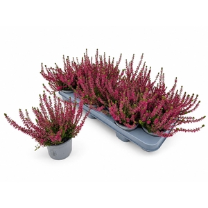 CALLU WIBOS ROT