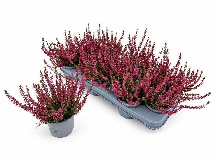 <h4>CALLU WIBOS ROT</h4>