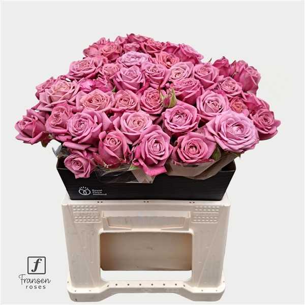<h4>R TR Purple Queen 40cm</h4>