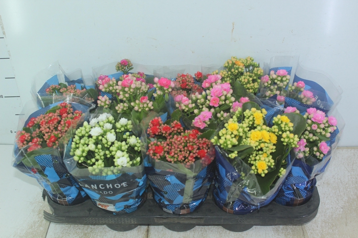<h4>KALANCHOE DOBRADO P11</h4>
