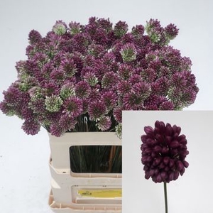 ALLIUM SPHAEROCEPHAL