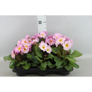 Primula ac.   ...